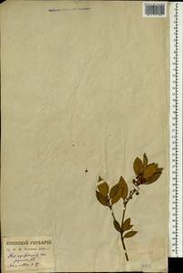 Ilex aquifolium L., Зарубежная Азия (ASIA) (Япония)