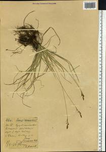 Осока верещатниковая Pollich, Сибирь, Западный (Казахстанский) Алтай (S2a) (Казахстан)