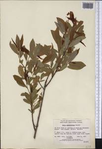 Salix prolixa Anderss., Америка (AMER) (Канада)