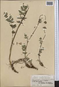 Жабрица заостренная (Schrenk) Pimenov & Sdobnina, Средняя Азия и Казахстан, Памир и Памиро-Алай (M2) (Киргизия)