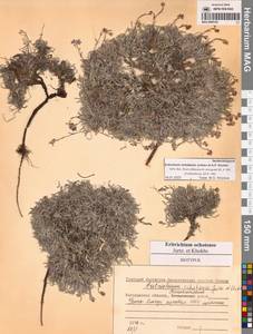 Незабудочник охотский Yurtseva & Khokhr., Сибирь, Чукотка и Камчатка (S7) (Россия)