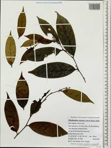 Phyllanthus roseus (Craib & Hutch.) Beille, Зарубежная Азия (ASIA) (Вьетнам)