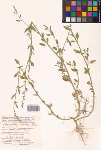 Chenopodium betaceum Andrz., Средняя Азия и Казахстан, Прикаспийский Устюрт и Северное Приаралье (M8) (Казахстан)