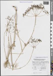 Elwendia persica (Boiss.) Pimenov & Kljuykov, Средняя Азия и Казахстан, Памир и Памиро-Алай (M2) (Узбекистан)