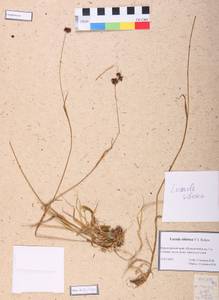 Luzula multiflora subsp. sibirica V. I. Krecz., Сибирь, Алтай и Саяны (S2) (Россия)