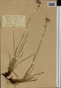 Ожика дубравная (Lam.) Dandy & Wilmott, Восточная Европа, Западно-Украинский район (E13) (Украина)