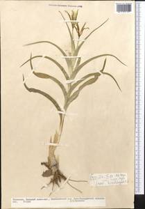 Iris kopetdagensis (Vved.) B.Mathew & Wendelbo, Средняя Азия и Казахстан, Копетдаг, Бадхыз, Малый и Большой Балхан (M1) (Туркмения)