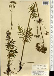 Валериана очереднолистная Ledeb., Монголия (MONG) (Монголия)