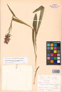 Dactylorhiza fuchsii × incarnata, Восточная Европа, Московская область и Москва (E4a) (Россия)