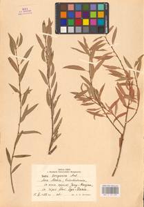 Ива джунгарская Andersson, Средняя Азия и Казахстан, Сырдарьинские пустыни и Кызылкумы (M7) (Казахстан)