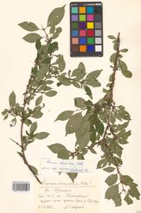 Rhamnus rugulosa Hemsl., Сибирь, Дальний Восток (S6) (Россия)