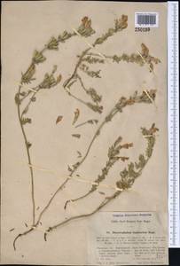 Змееголовник дваждыперистый Rupr., Средняя Азия и Казахстан, Западный Тянь-Шань и Каратау (M3) (Киргизия)