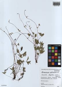 Лапчатка плетистая Willd. ex Schltdl., Сибирь, Алтай и Саяны (S2) (Россия)