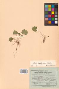 Viola epipsila subsp. repens (Turcz.) W.Becker, Сибирь, Дальний Восток (S6) (Россия)