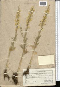 Живокость дваждытройчатая Huth, Средняя Азия и Казахстан, Муюнкумы, Прибалхашье и Бетпак-Дала (M9) (Казахстан)