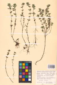 MHA 0 156 558, Пахучка полевая, Щебрушка полевая (L.) Kuntze, Восточная Европа, Центральный лесостепной район (E6) (Россия)