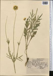 Скабиоза бледно-желтая L., Средняя Азия и Казахстан, Северный и Центральный Тянь-Шань (M4) (Киргизия)