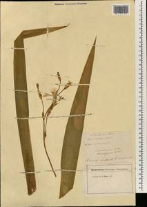 Iris japonica Thunb., Ботанические сады и дендрарии (GARD) (Италия)