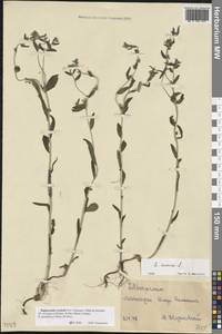 Buglossoides rochelii (Friv.) Stoyanov, Mátis & Sennikov, Восточная Европа, Нижневолжский район (E9) (Россия)