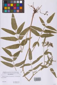 Поручейник широколистный L., Восточная Европа, Московская область и Москва (E4a) (Россия)