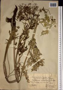Anthriscus sylvestris subsp. sylvestris, Сибирь, Западная Сибирь (S1) (Россия)