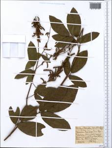 Desmodium salicifolium (Poir.)DC., Африка (AFR) (Эфиопия)
