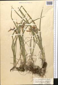 Ирис короткотрубчатый (Maxim.) Doronkin, Средняя Азия и Казахстан, Северный и Центральный Тянь-Шань (M4) (Киргизия)