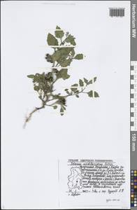 Solanum nitidibaccatum Bitter, Восточная Европа, Волжско-Камский район (E7) (Россия)