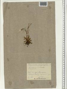 Лютик многолистный Waldst. & Kit. ex Willd., Восточная Европа, Северо-Украинский район (E11) (Украина)