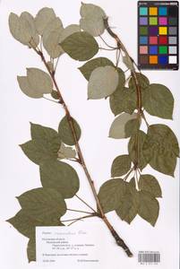 Тополь душистый Fisch., Восточная Европа, Центральный район (E4) (Россия)