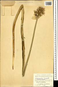 Allium tripedale Trautv., Кавказ, Азербайджан (K6) (Азербайджан)