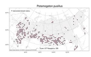 Potamogeton pusillus, Рдест маленький L., Атлас флоры России (FLORUS) (Россия)