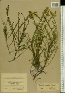 Genista tinctoria subsp. tinctoria, Восточная Европа, Северо-Украинский район (E11) (Украина)