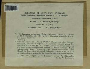 Leucodon sciuroides (Hedw.) Schwägr., Гербарий мохообразных, Мхи - Прибайкалье и Забайкалье (B18) (Россия)