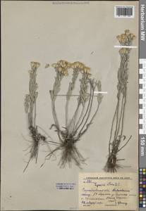 Солонечник мохнатый, Грудница мохнатая (L.) Rchb.fil., Восточная Европа, Нижневолжский район (E9) (Россия)