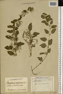 Lipandra polysperma (L.) S. Fuentes, Uotila & Borsch, Восточная Европа, Латвия (E2b) (Латвия)
