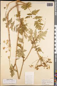 Heracleum abyssinicum (Boiss.) C.Norman, Африка (AFR) (Эфиопия)