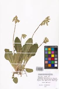 Первоцвет весенний L., Восточная Европа, Московская область и Москва (E4a) (Россия)