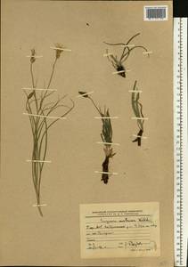 Takhtajaniantha austriaca (Willd.) Zaika, Sukhor. & N. Kilian, Восточная Европа, Восточный район (E10) (Россия)