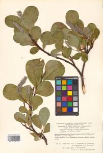 Salix arctica subsp. crassijulis (Trautv.) A. K. Skvortsov, Сибирь, Чукотка и Камчатка (S7) (Россия)
