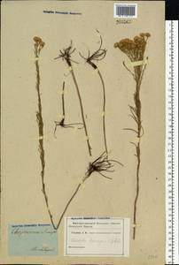Солонечник льновидный (L.) Rchb. fil., Восточная Европа, Южно-Украинский район (E12) (Украина)