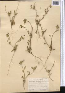 Cousiniopsis atractyloides (C. Winkl.) Nevski, Средняя Азия и Казахстан, Памир и Памиро-Алай (M2) (Туркмения)