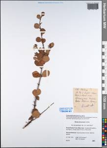 Береза кустарниковая Pall., Сибирь, Якутия (S5) (Россия)