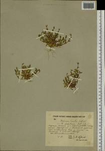 Комастома нежная (Rottb.) Toyok., Сибирь, Якутия (S5) (Россия)