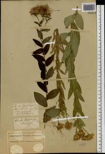 Pentanema salicinum (L.) D. Gut. Larr., Santos-Vicente, Anderb., E. Rico & M. M. Mart. Ort., Восточная Европа, Южно-Украинский район (E12) (Украина)