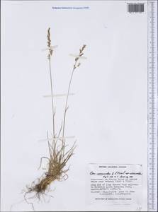 Puccinellia rupestris (With.) Fernald & Weath., Америка (AMER) (Канада)