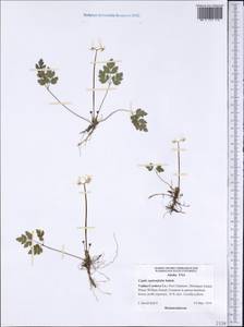 Coptis aspleniifolia Salisb., Америка (AMER) (США)