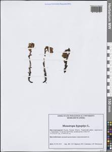 Подъельник обыкновенный Crantz, Сибирь, Западная Сибирь (S1) (Россия)