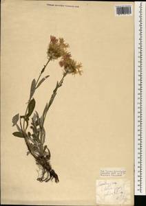 Псефеллюс красивейший (Willd.) Wagenitz, Зарубежная Азия (ASIA) (Турция)