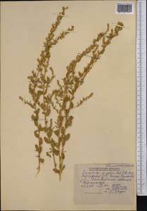 Терескен хохолковый (L.) Gueldenst., Средняя Азия и Казахстан, Северный и Центральный Тянь-Шань (M4) (Киргизия)